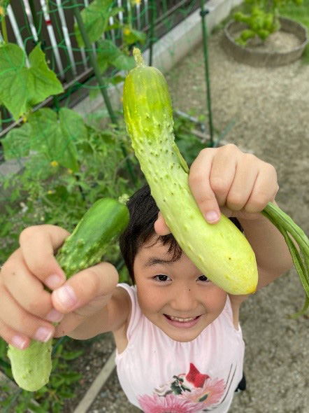 お子さんと伝統野菜の収穫